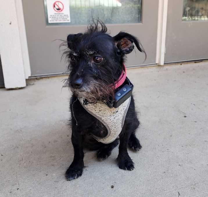 Photo of Tinkerbell