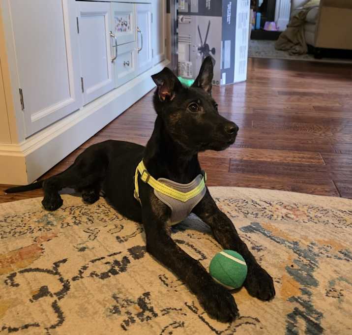 Photo of Pepper
