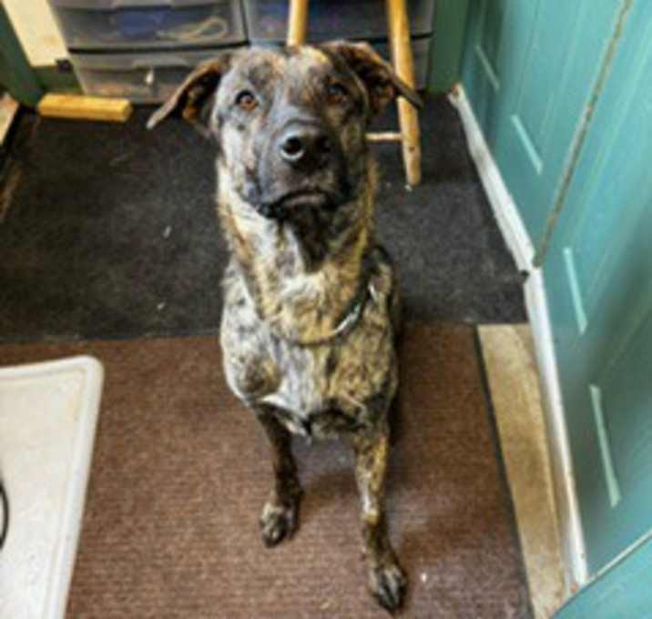 Photo of Cooper