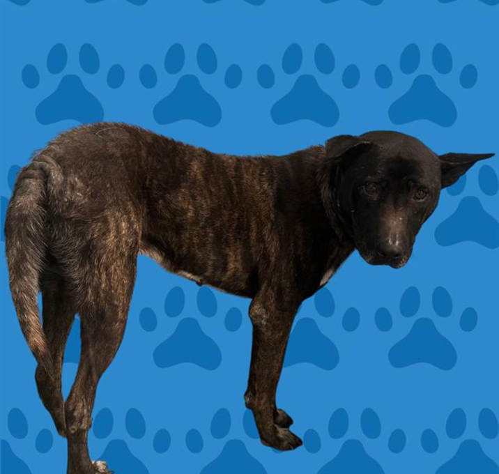 Photo of BLACKY