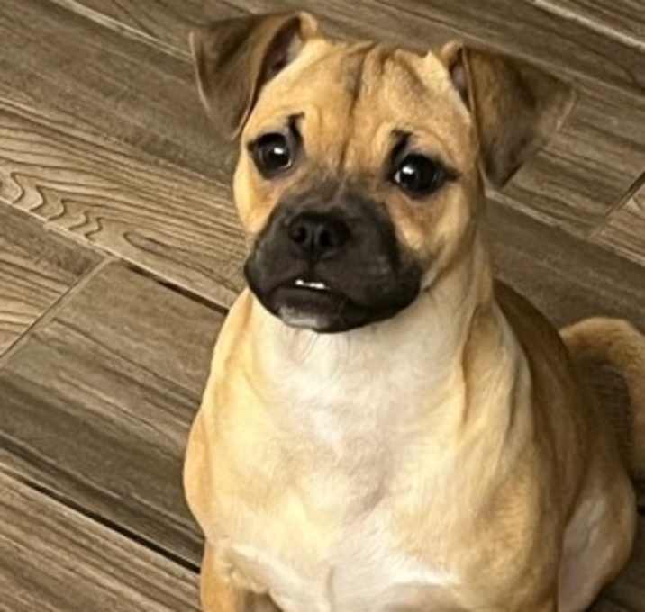 Photo of Rosie