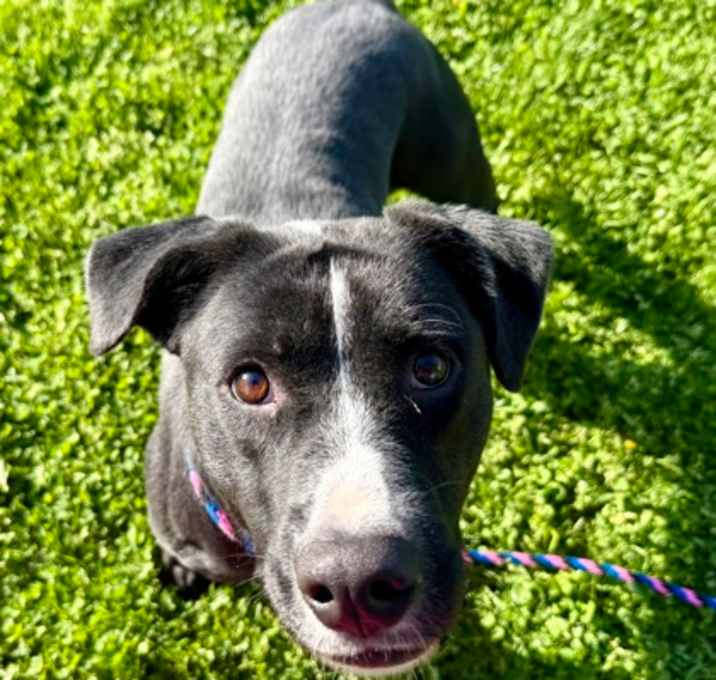 Photo of Luna