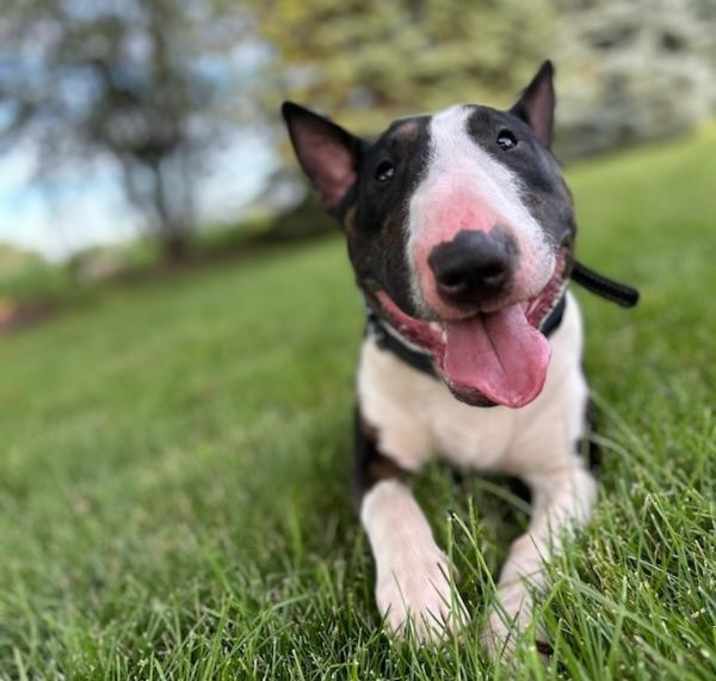 Photo of Apollo