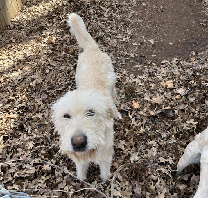 Photo of Dot