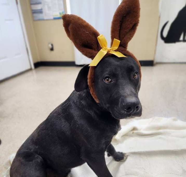 Photo of Miller the Goodest  Boy
