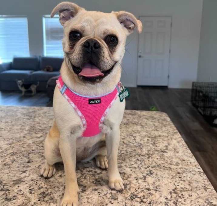 Photo of Harper