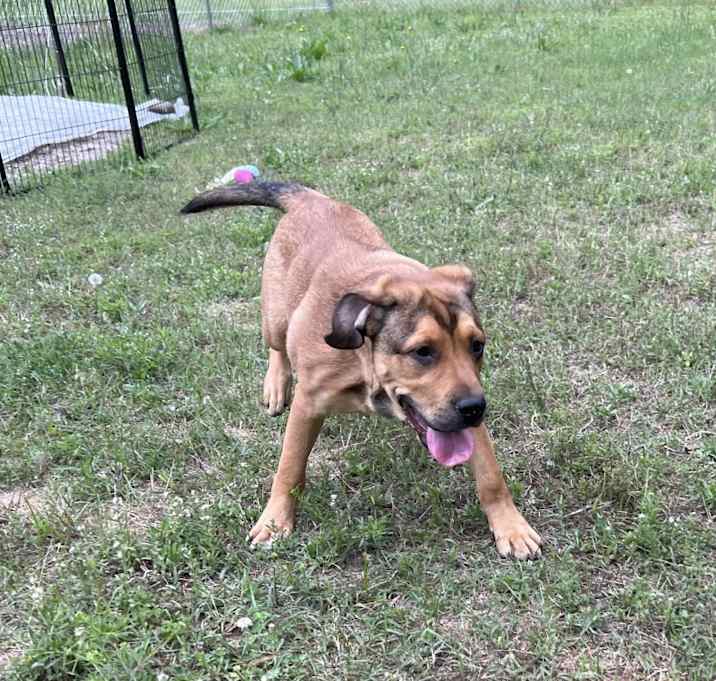 Photo of Buddy