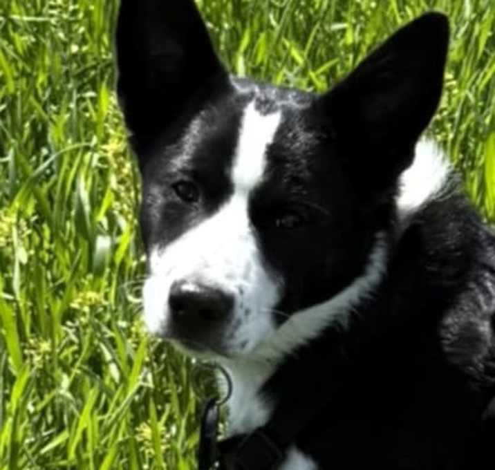 Photo of Cooper