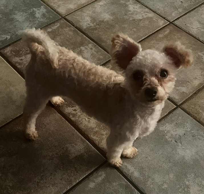 Photo of Yoko