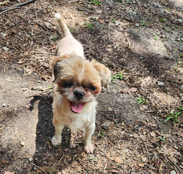 Photo of Ginger