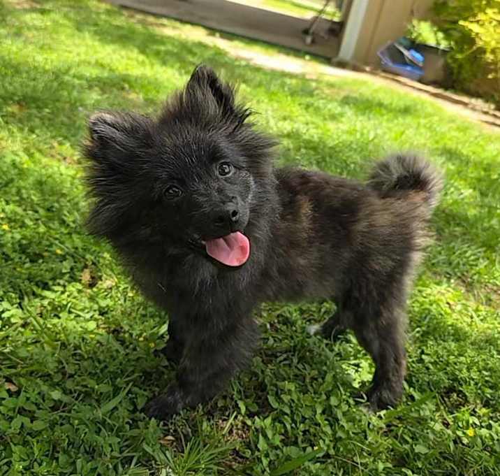 Photo of Toby
