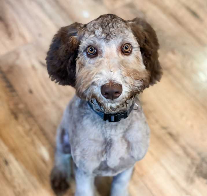 Photo of Bruno