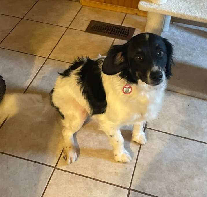 Photo of Loki