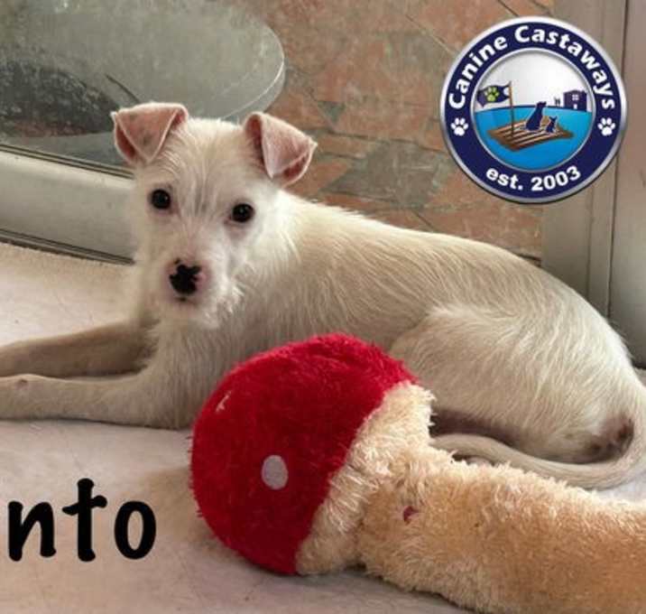 Photo of Pinto