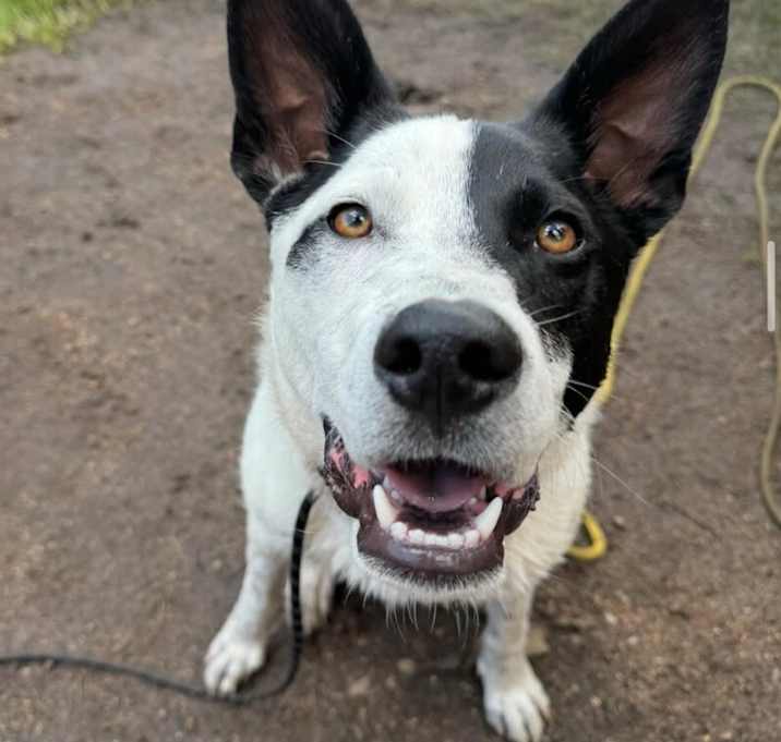 Photo of Odie