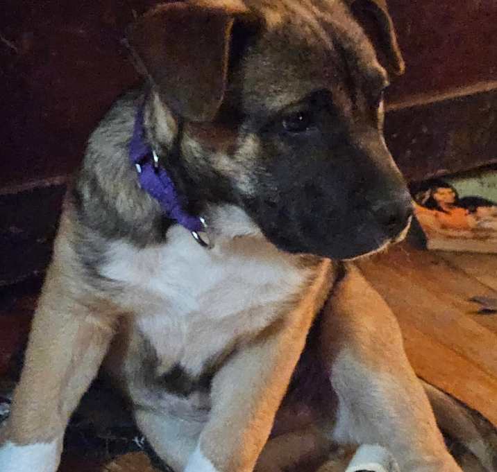 Photo of Scamp