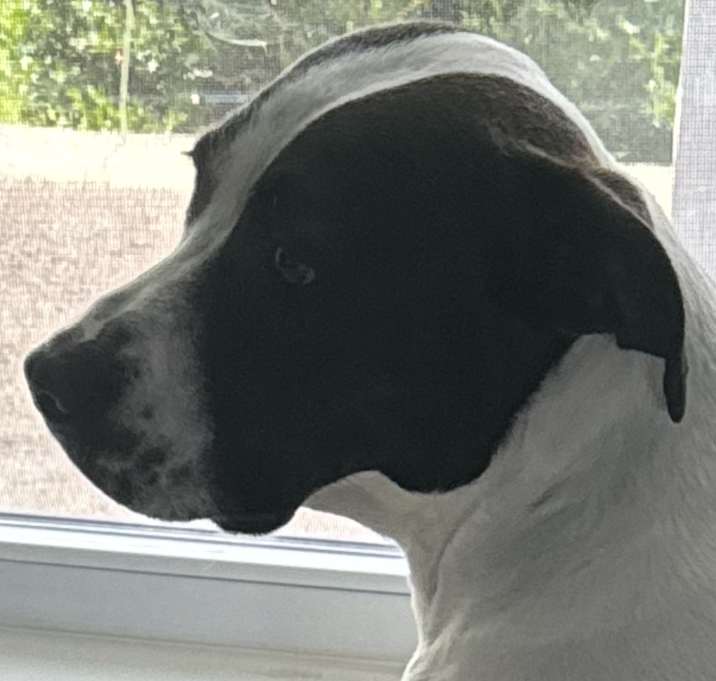 Photo of Roxy