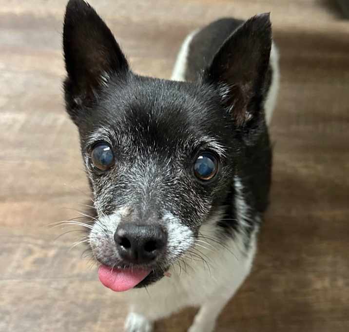 Photo of Cookie Two Step