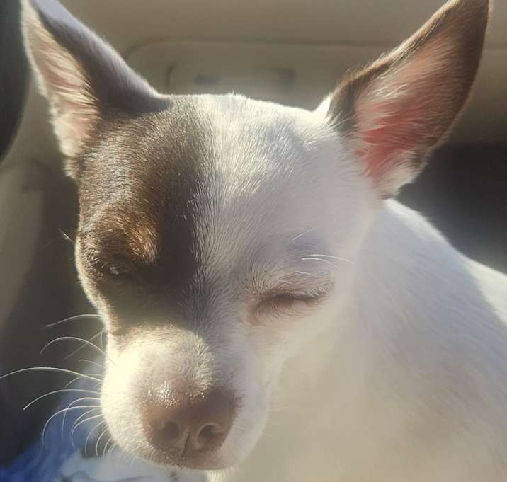 Photo of Spartan (Sparty)