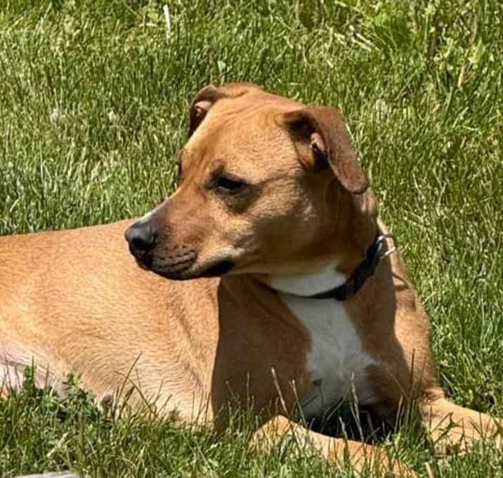 Photo of Stella