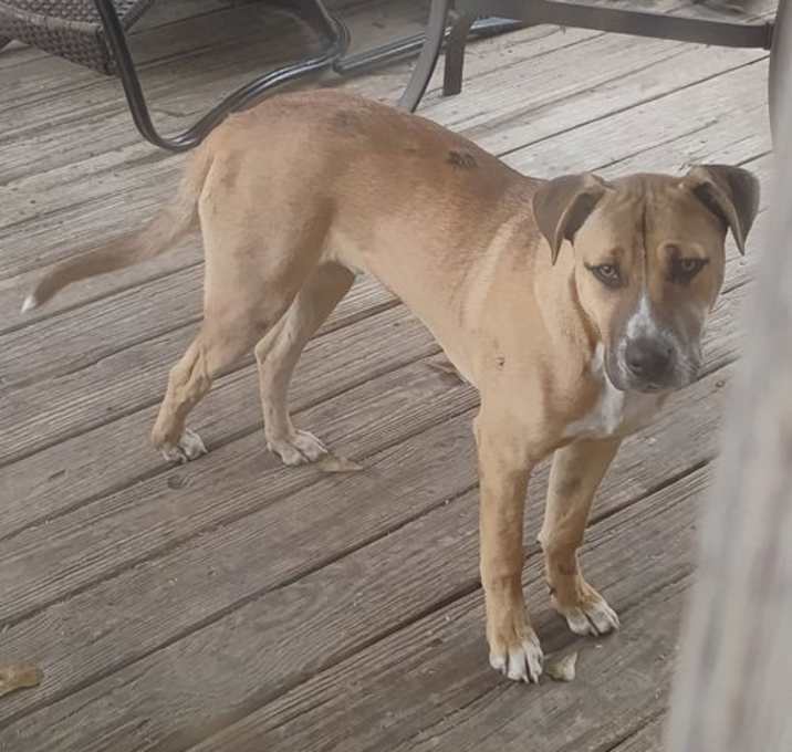 Photo of Cowboy