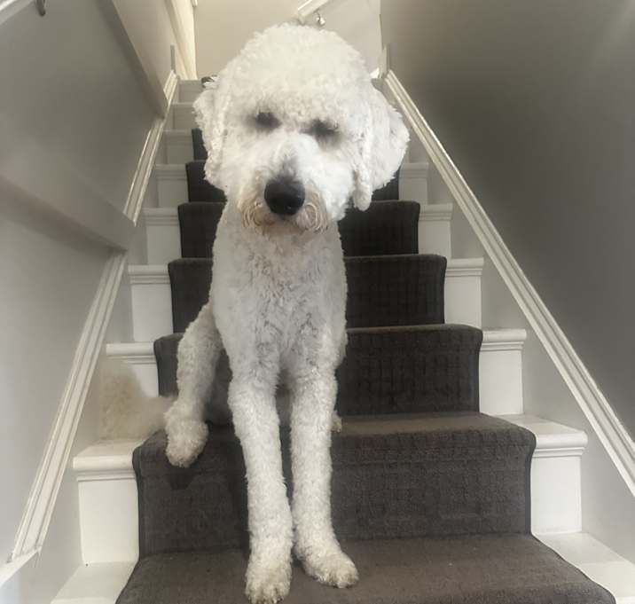 Photo of Teddy
