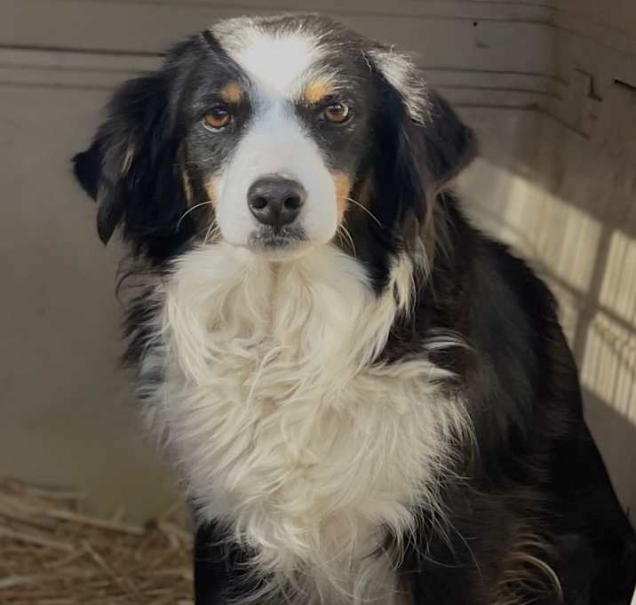 Photo of Daisy (mini Aussie)