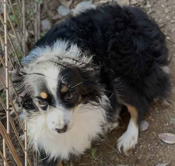 Photo of Solo (mini Aussie)