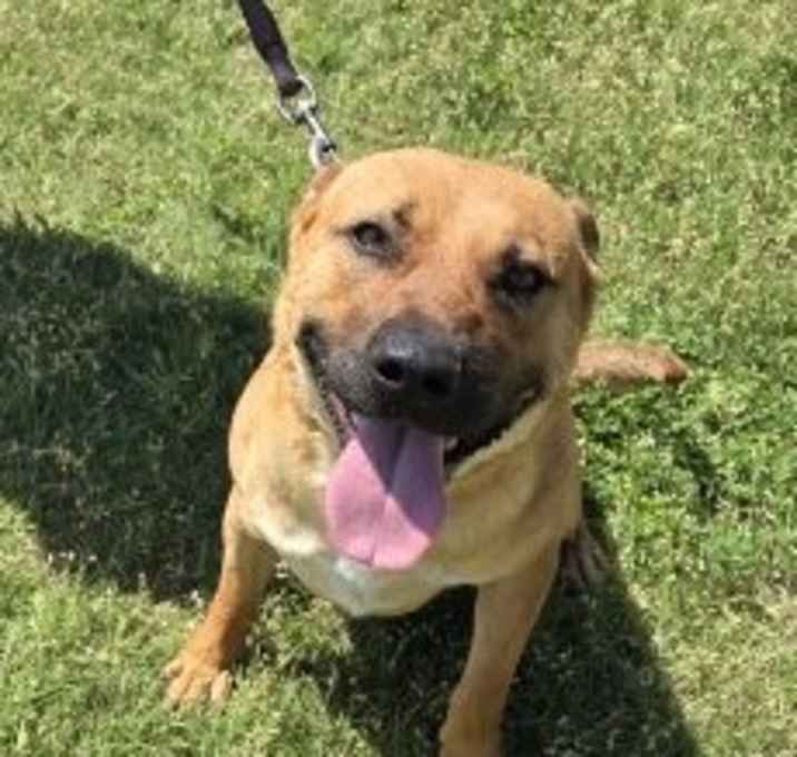 Photo of Roofus