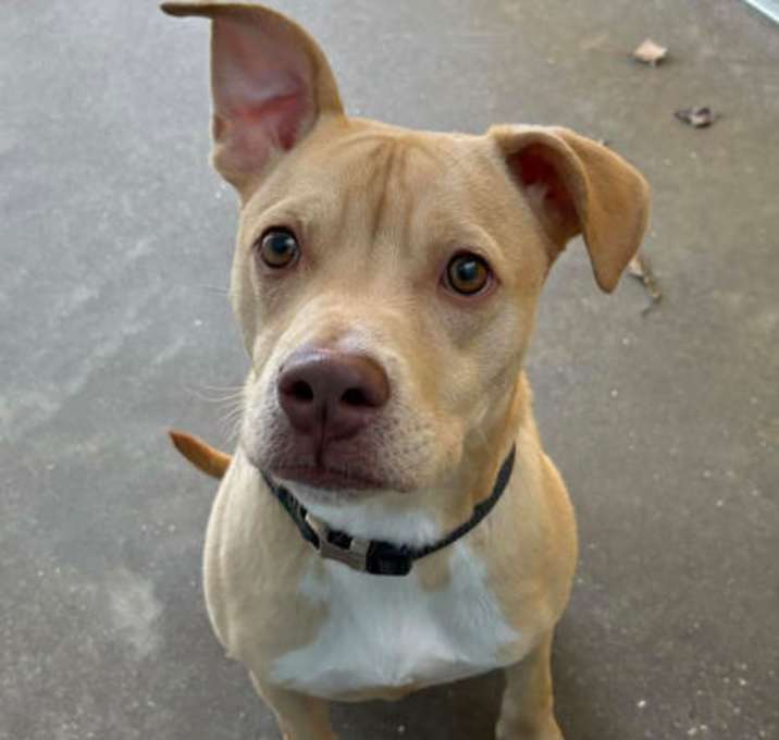 Photo of Peanut