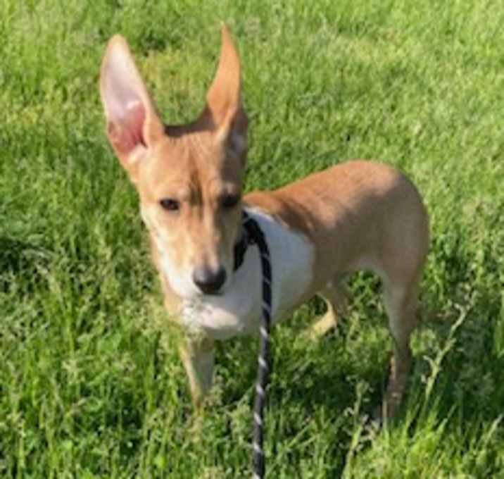 Photo of Wonton