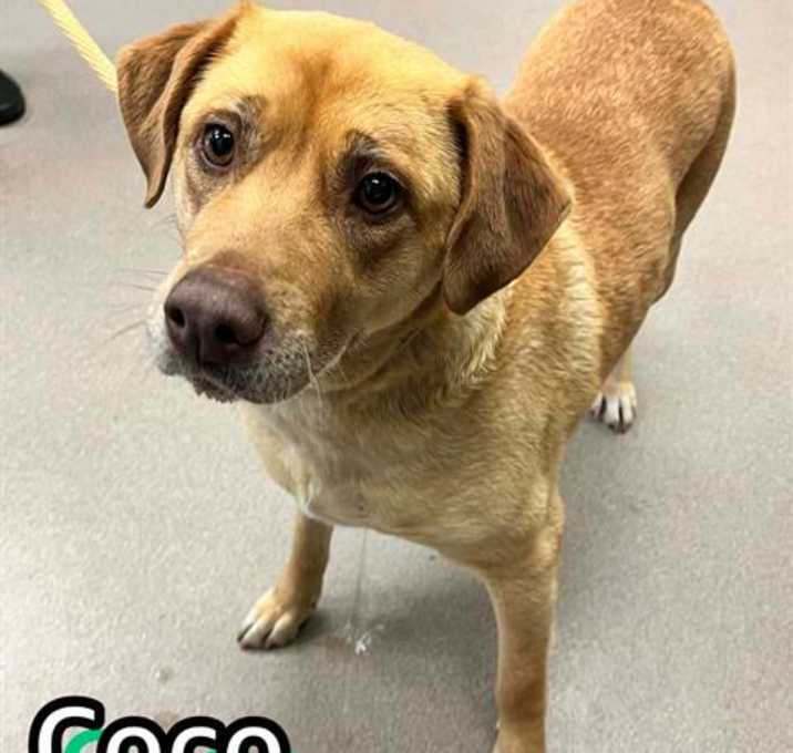 Photo of COCO