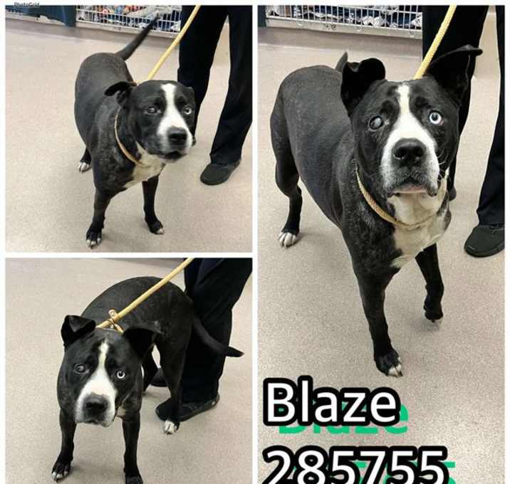 Photo of BLAZE