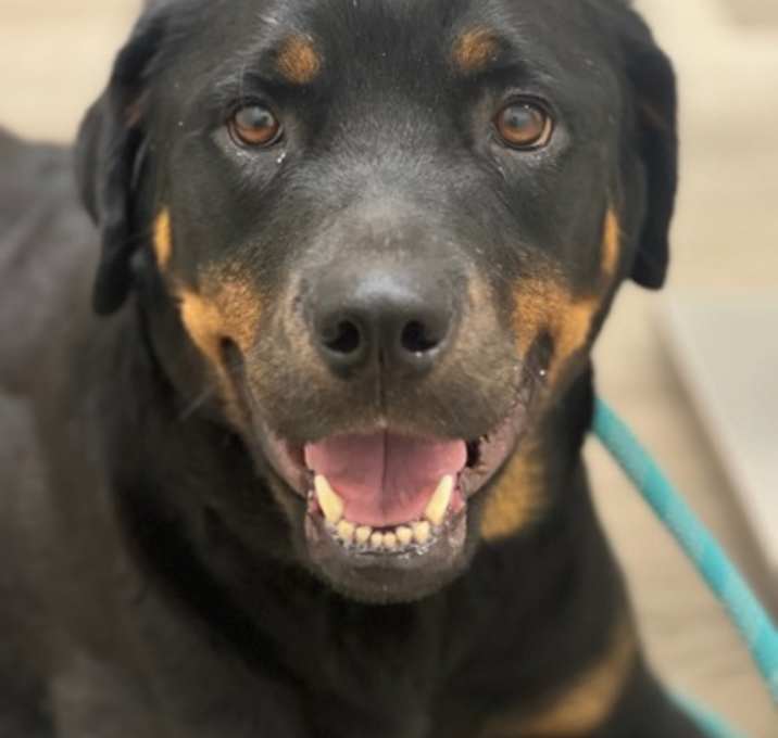 Photo of Daisy