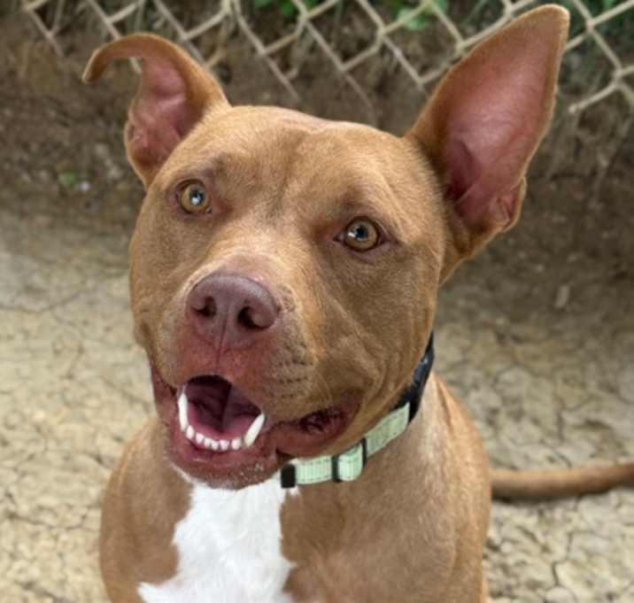 Photo of Koda