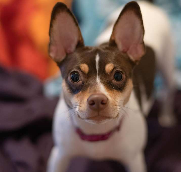 Photo of Coco