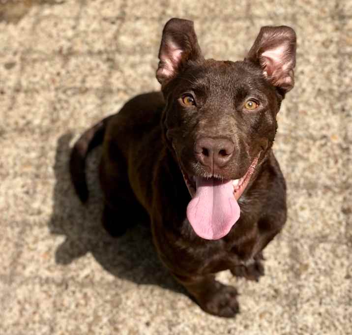 Photo of Rocco