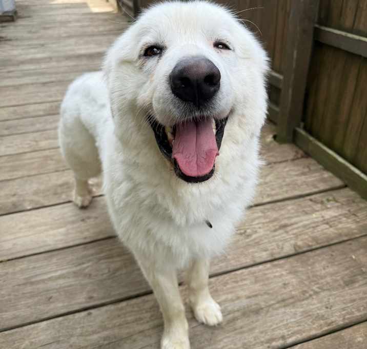 Photo of Hoss