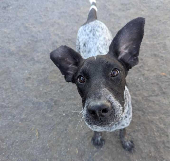 Photo of Mauser