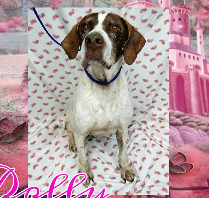Photo of Dolly
