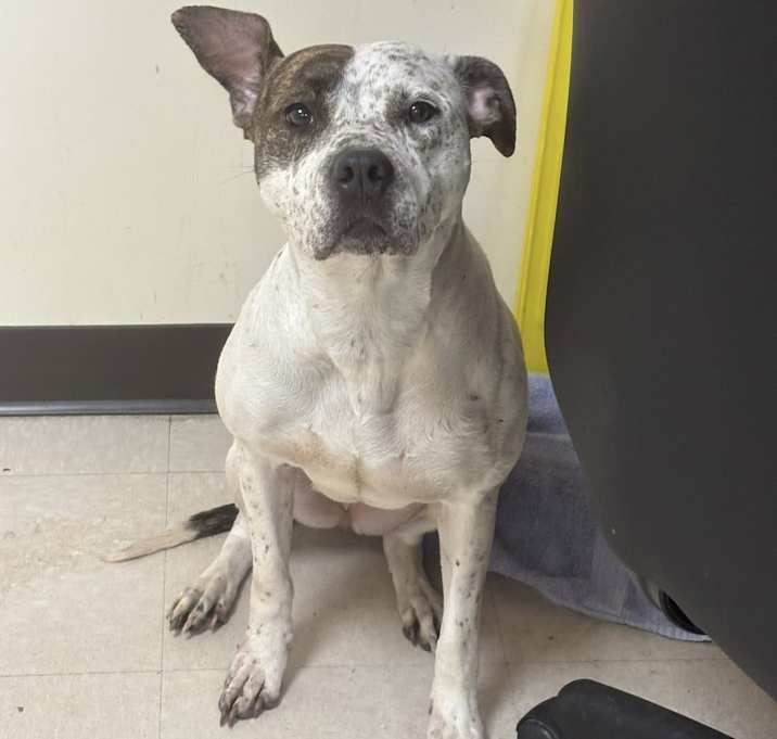 Photo of Nova