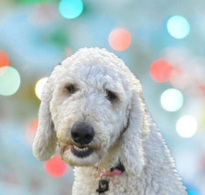 Photo of Koa