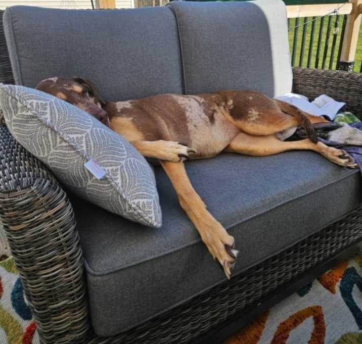 Photo of Willow