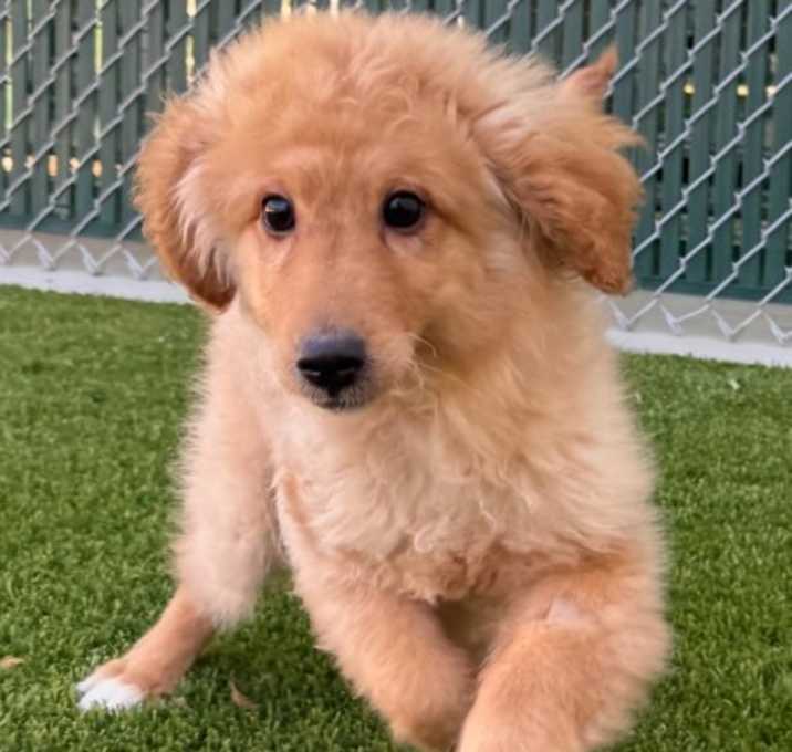 Photo of 161376 Bentley (Special Needs)