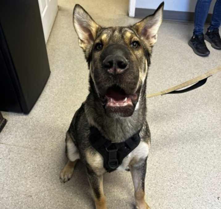 Photo of Gargoyle