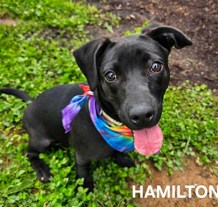 Photo of Hamilton