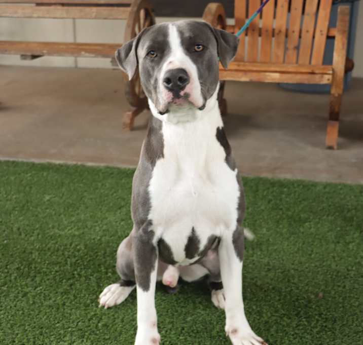Photo of Angus
