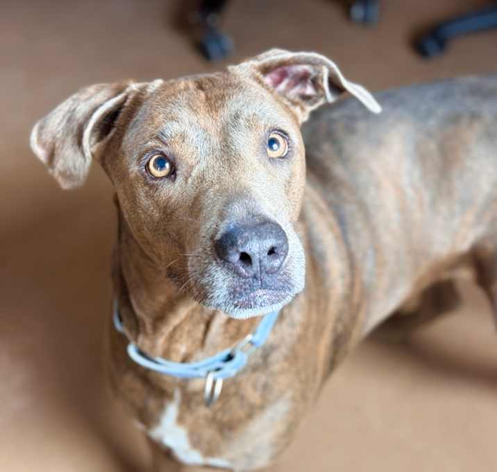 Photo of DUTCH