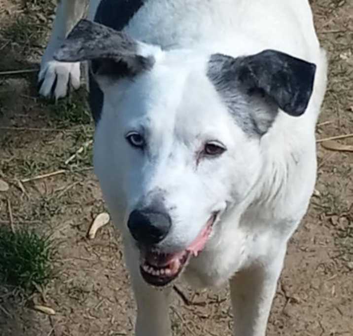 Photo of Chevy