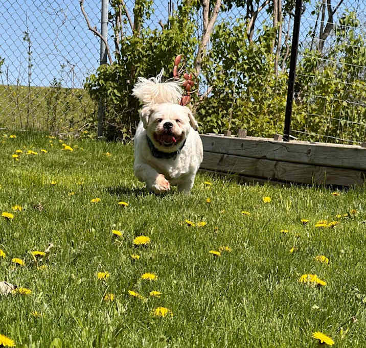 Photo of Chewy